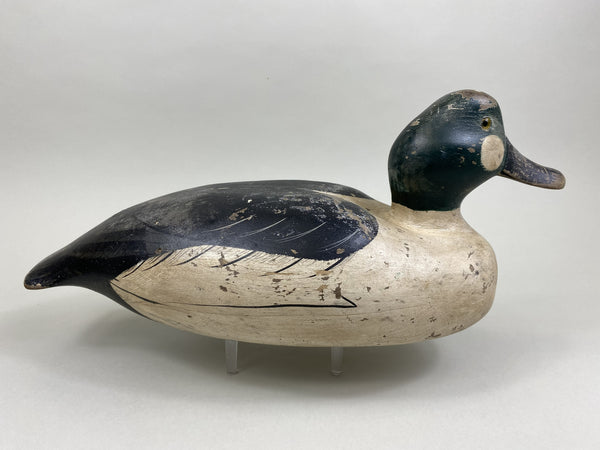Golden-Eye Drake, Ward Bros. Influence (#8503)