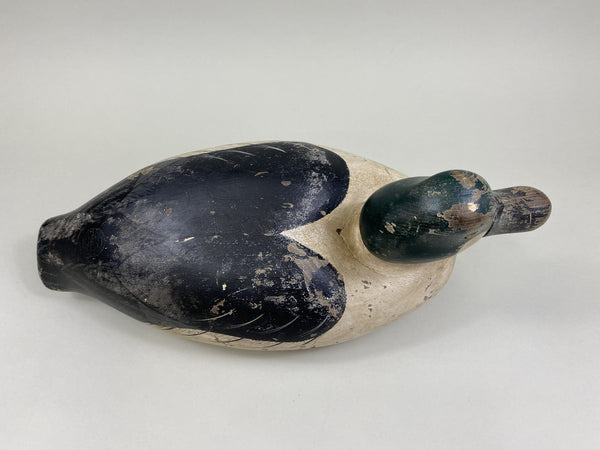 Golden-Eye Drake, Ward Bros. Influence (#8503)