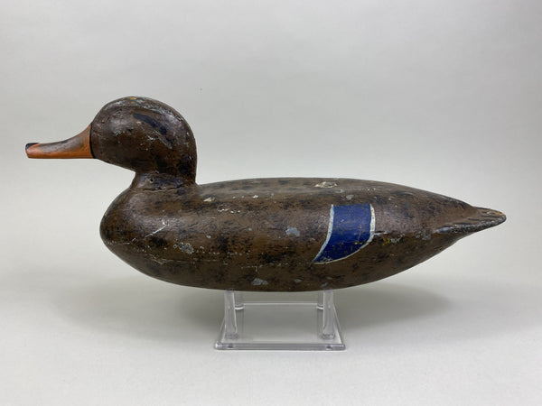 Richard Sheppard Mallard Hen (#8506)
