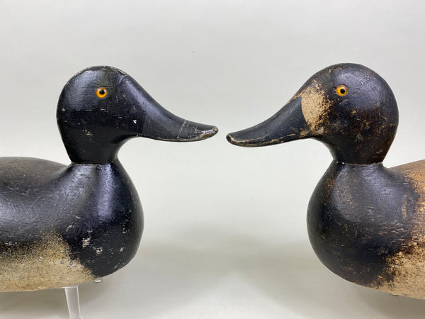 Pair of Evans Factory Bluebills (#8519)