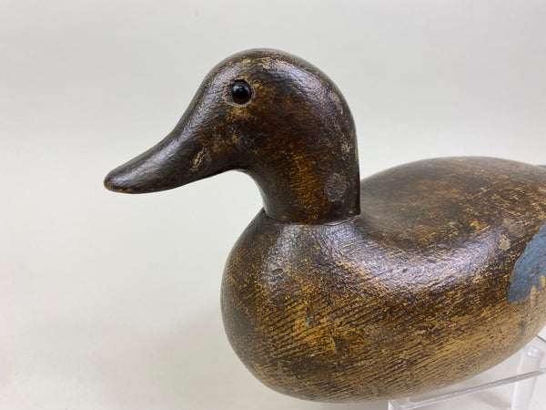 Ora Clough Blue Wing Teal Hen (#8522)