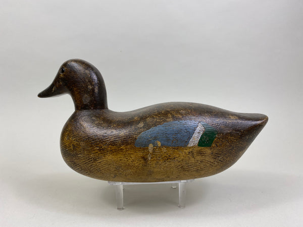 Ora Clough Blue Wing Teal Hen (#8522)