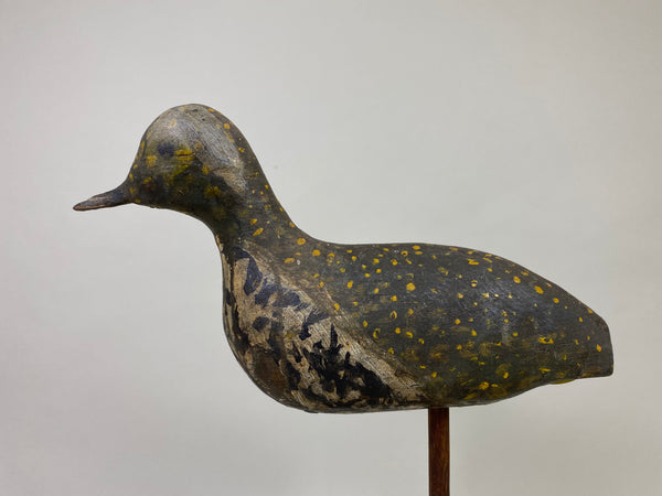 New Jersey Golden Plover (#8581)