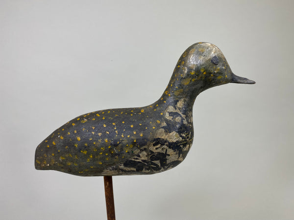 New Jersey Golden Plover (#8581)