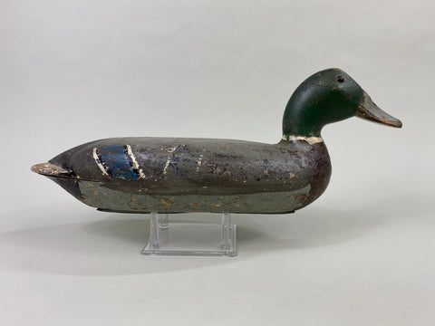 Robert Elliston Mallard Drake, Circa 1900 (#8607)