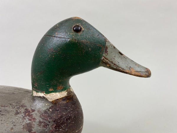 Robert Elliston Mallard Drake, Circa 1900 (#8607)