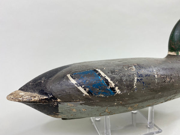 Robert Elliston Mallard Drake, Circa 1900 (#8607)