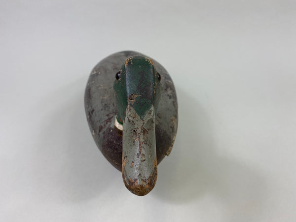 Robert Elliston Mallard Drake, Circa 1900 (#8607)