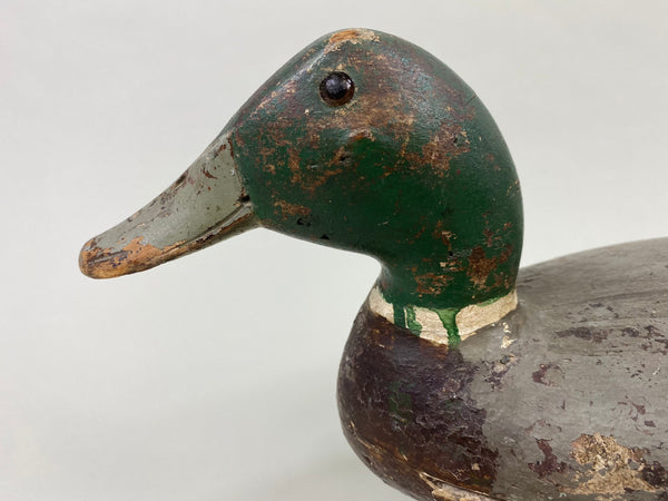 Robert Elliston Mallard Drake, Circa 1900 (#8607)