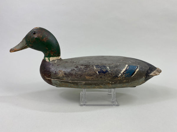 Robert Elliston Mallard Drake, Circa 1900 (#8607)