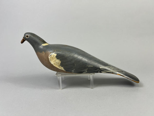 English Pigeon (#8673)