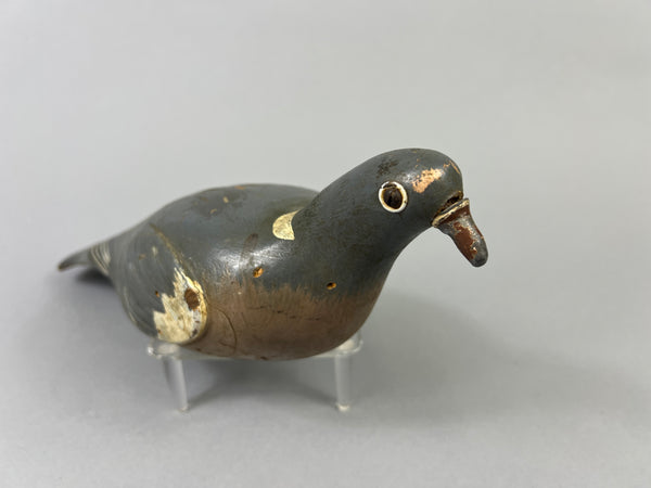 English Pigeon (#8673)
