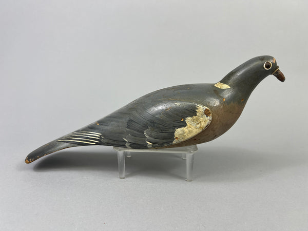 English Pigeon (#8673)