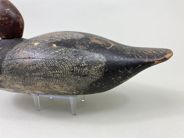 Early Mason Redhead Drake, Challenge Grade (#8750)