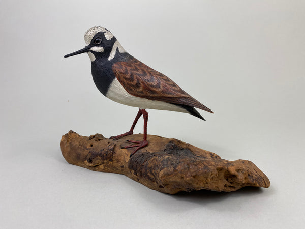 Armand Carney Ruddy Turnstone (#8784)