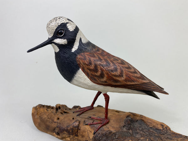 Armand Carney Ruddy Turnstone (#8784)
