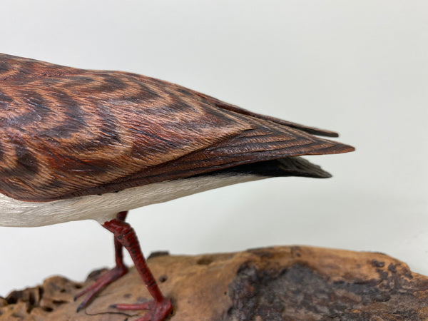 Armand Carney Ruddy Turnstone (#8784)