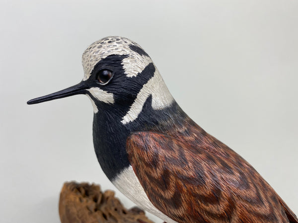 Armand Carney Ruddy Turnstone (#8784)