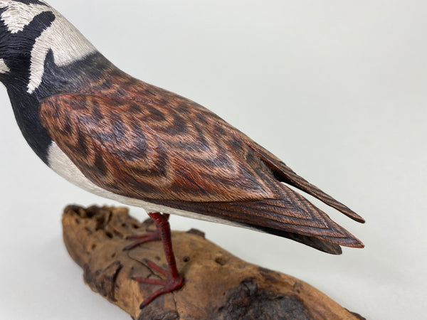 Armand Carney Ruddy Turnstone (#8784)