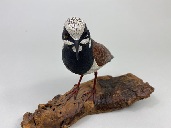 Armand Carney Ruddy Turnstone (#8784)