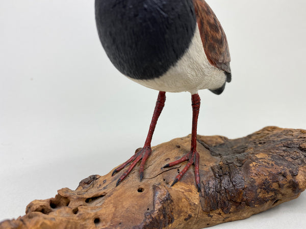 Armand Carney Ruddy Turnstone (#8784)