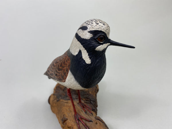 Armand Carney Ruddy Turnstone (#8784)
