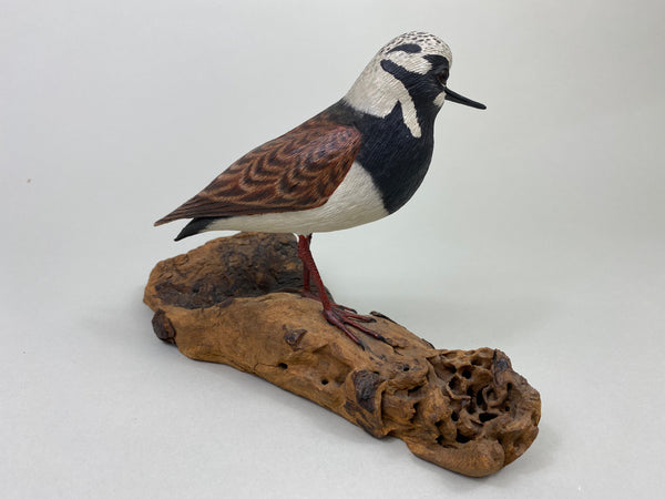 Armand Carney Ruddy Turnstone (#8784)