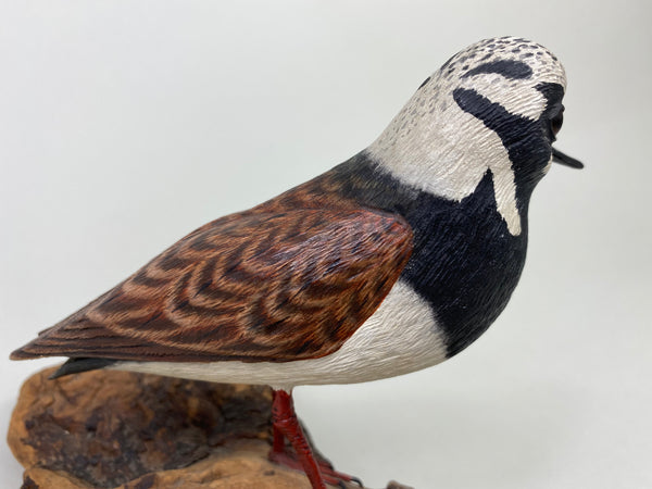 Armand Carney Ruddy Turnstone (#8784)
