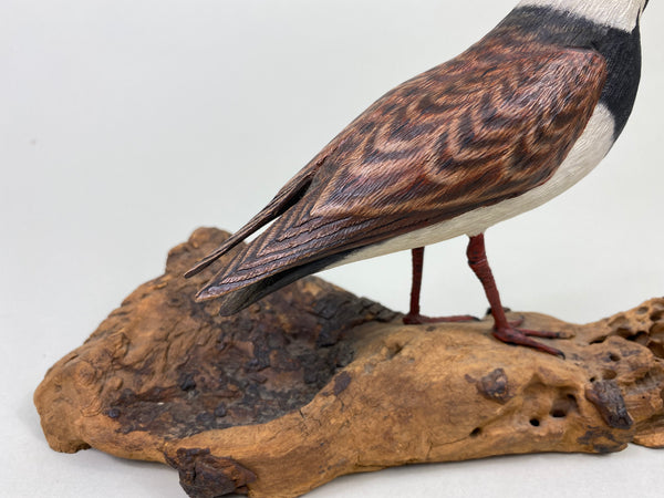 Armand Carney Ruddy Turnstone (#8784)