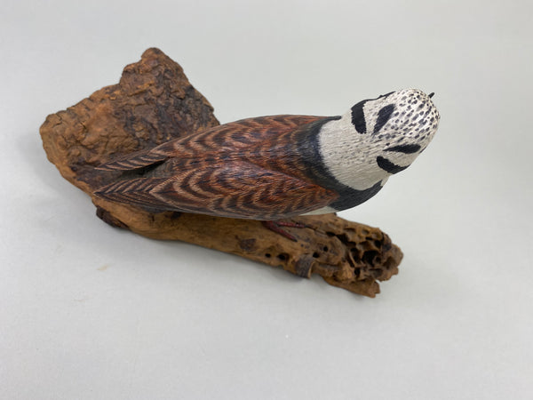 Armand Carney Ruddy Turnstone (#8784)