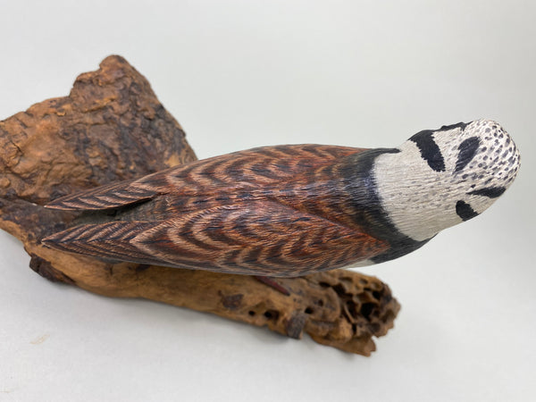 Armand Carney Ruddy Turnstone (#8784)