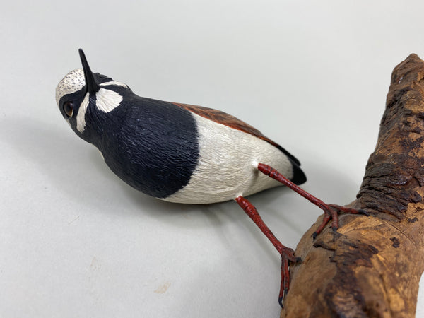 Armand Carney Ruddy Turnstone (#8784)