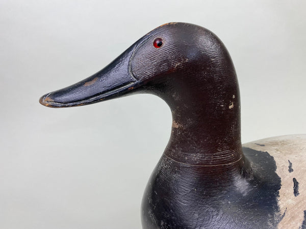 Marshall Williams Canvasback Drake, Circa 1920 (#8809