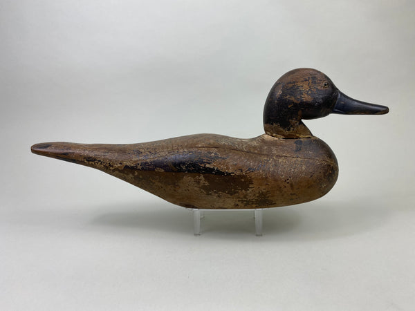 Dodge Pintail Hen, Circa 1900 (#8825)
