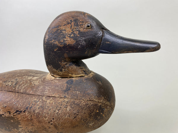 Dodge Pintail Hen, Circa 1900 (#8825)