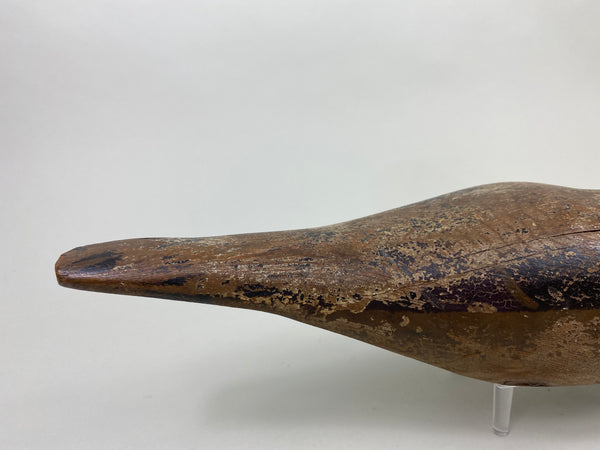 Dodge Pintail Hen, Circa 1900 (#8825)