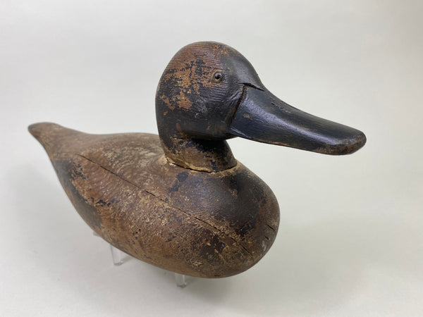 Dodge Pintail Hen, Circa 1900 (#8825)