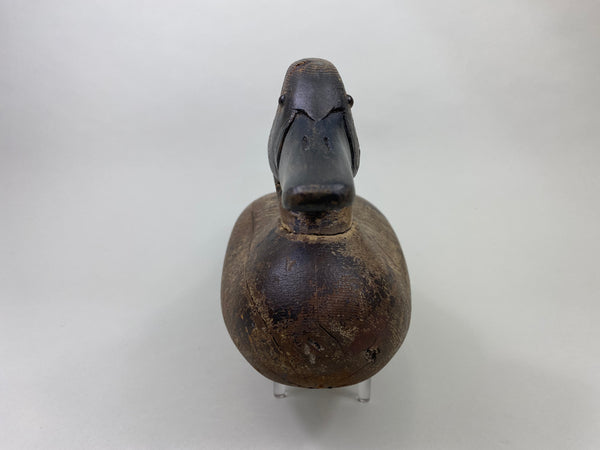 Dodge Pintail Hen, Circa 1900 (#8825)