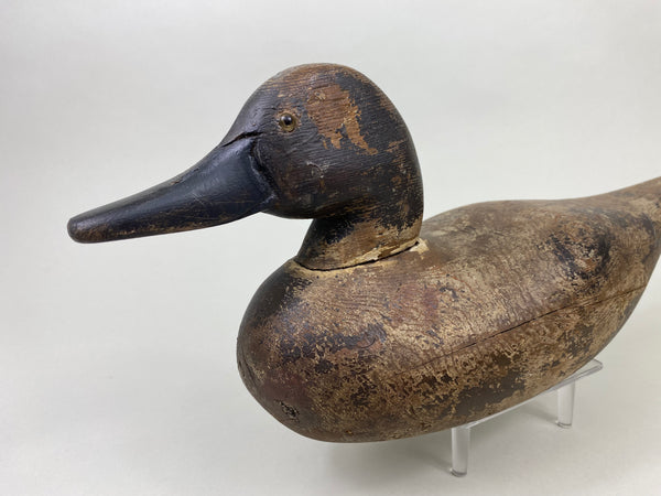 Dodge Pintail Hen, Circa 1900 (#8825)