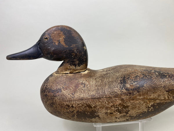 Dodge Pintail Hen, Circa 1900 (#8825)