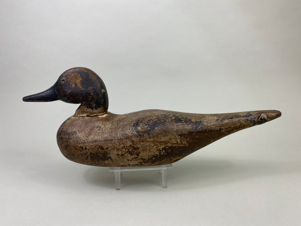 Dodge Pintail Hen, Circa 1900 (#8825)