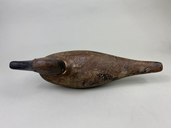 Dodge Pintail Hen, Circa 1900 (#8825)