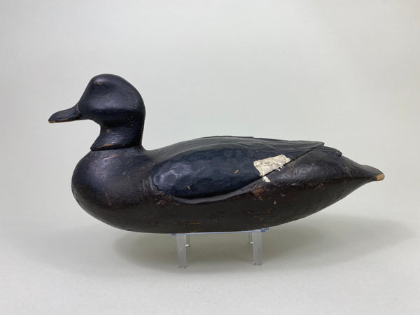 East Coast White Wing Scoter, Circa 1910's (#8839)