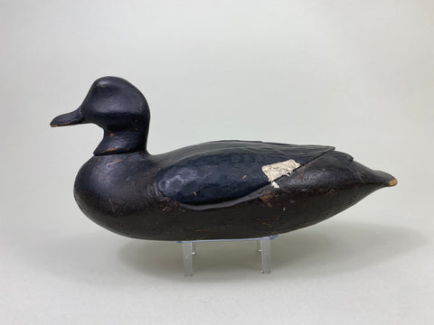 East Coast White Wing Scoter, Circa 1910's (#8839)
