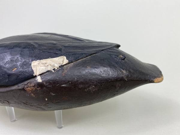 East Coast White Wing Scoter, Circa 1910's (#8839)