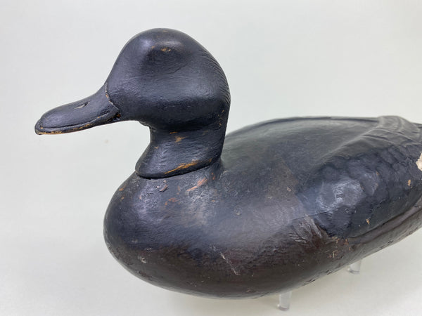 East Coast White Wing Scoter, Circa 1910's (#8839)