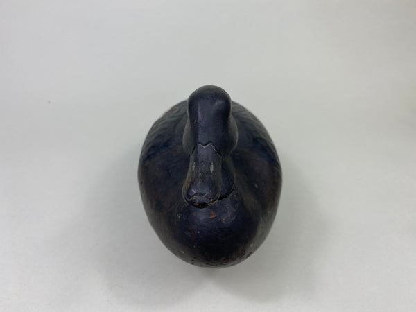 East Coast White Wing Scoter, Circa 1910's (#8839)