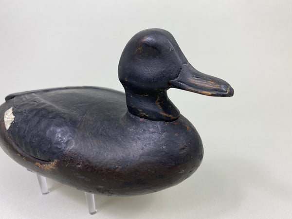 East Coast White Wing Scoter, Circa 1910's (#8839)