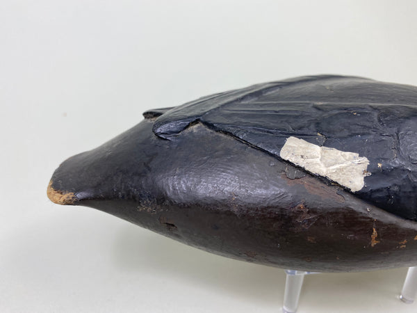 East Coast White Wing Scoter, Circa 1910's (#8839)