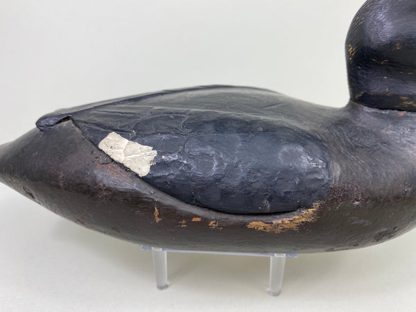 East Coast White Wing Scoter, Circa 1910's (#8839)